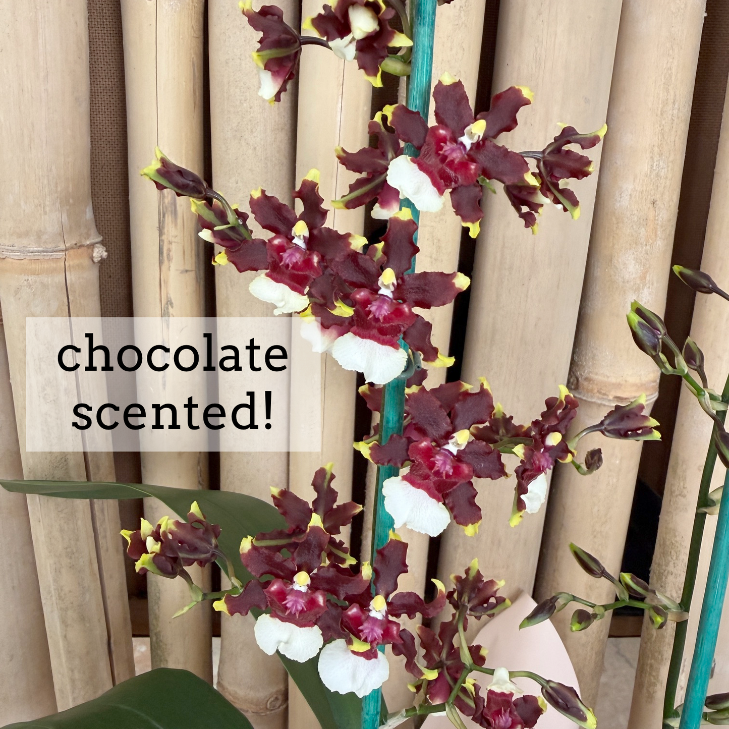 Sweet Indulgence Special