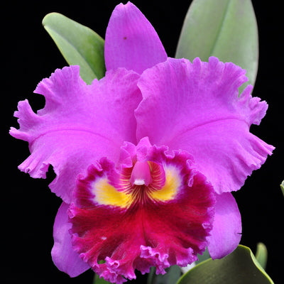 Rlc. Midori Sato 'Volcano Queen' (5.5" Pot) - Not Blooming