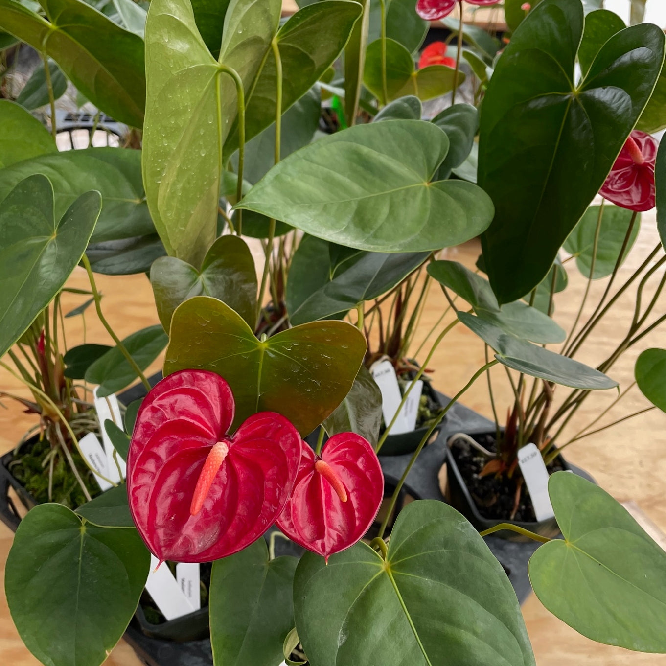 Anth. Madame Pele (Red Obake) - 4" Pot
