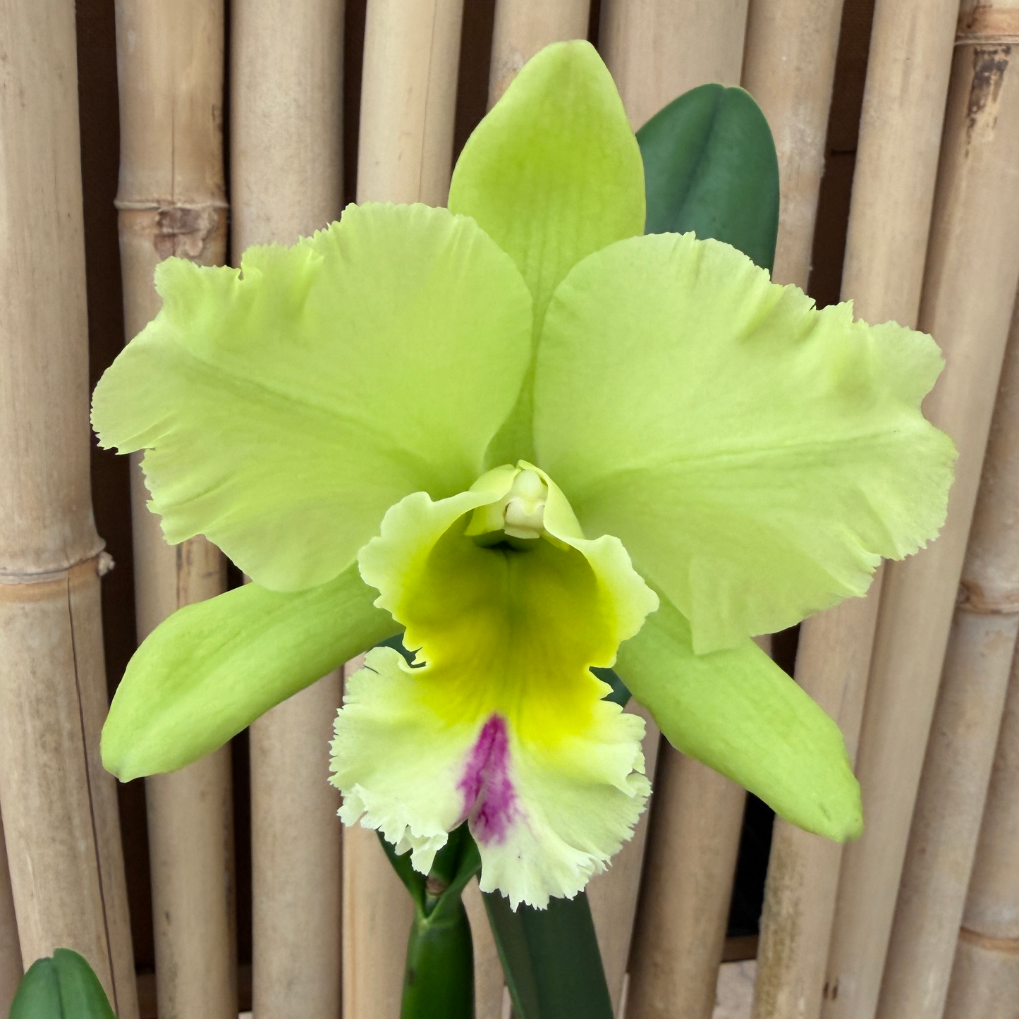 Rlc. Magic Meadow 'Napoleon' (5.5" Pot) - Buds