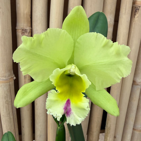 Rlc. Magic Meadow 'Napoleon' (5.5" Pot) - Buds