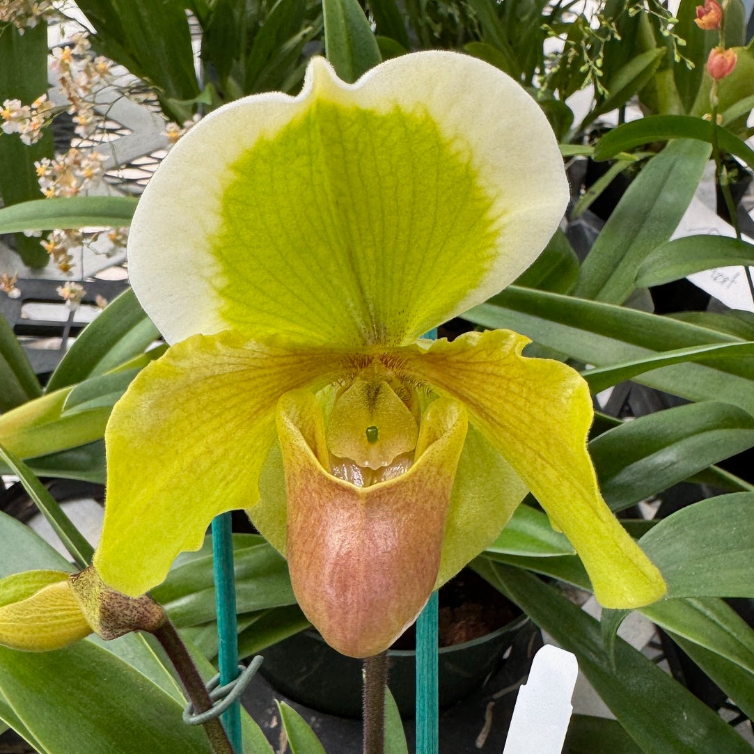 Paph. Maiden Paradise '#2' x Hsinying Little Stone (5.5" Pot) - Not Blooming