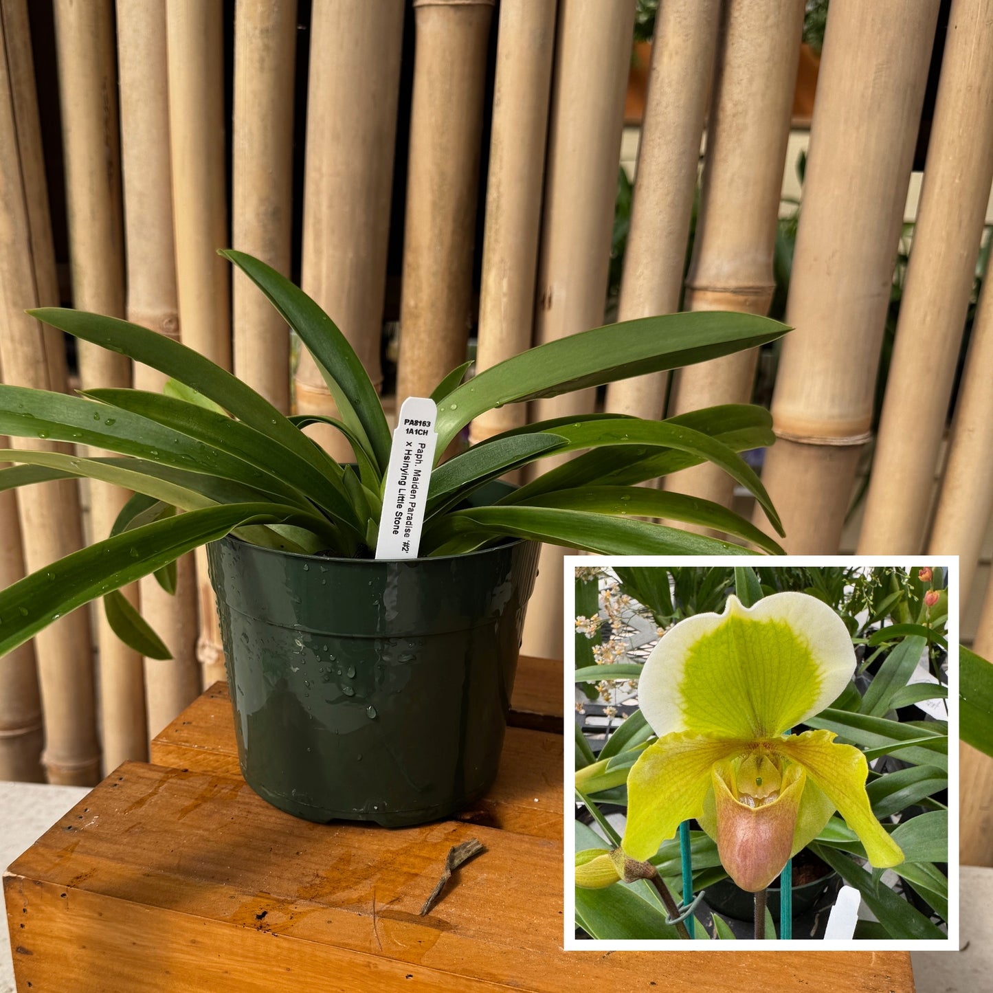 Paph. Maiden Paradise '#2' x Hsinying Little Stone (5.5" Pot) - Not Blooming