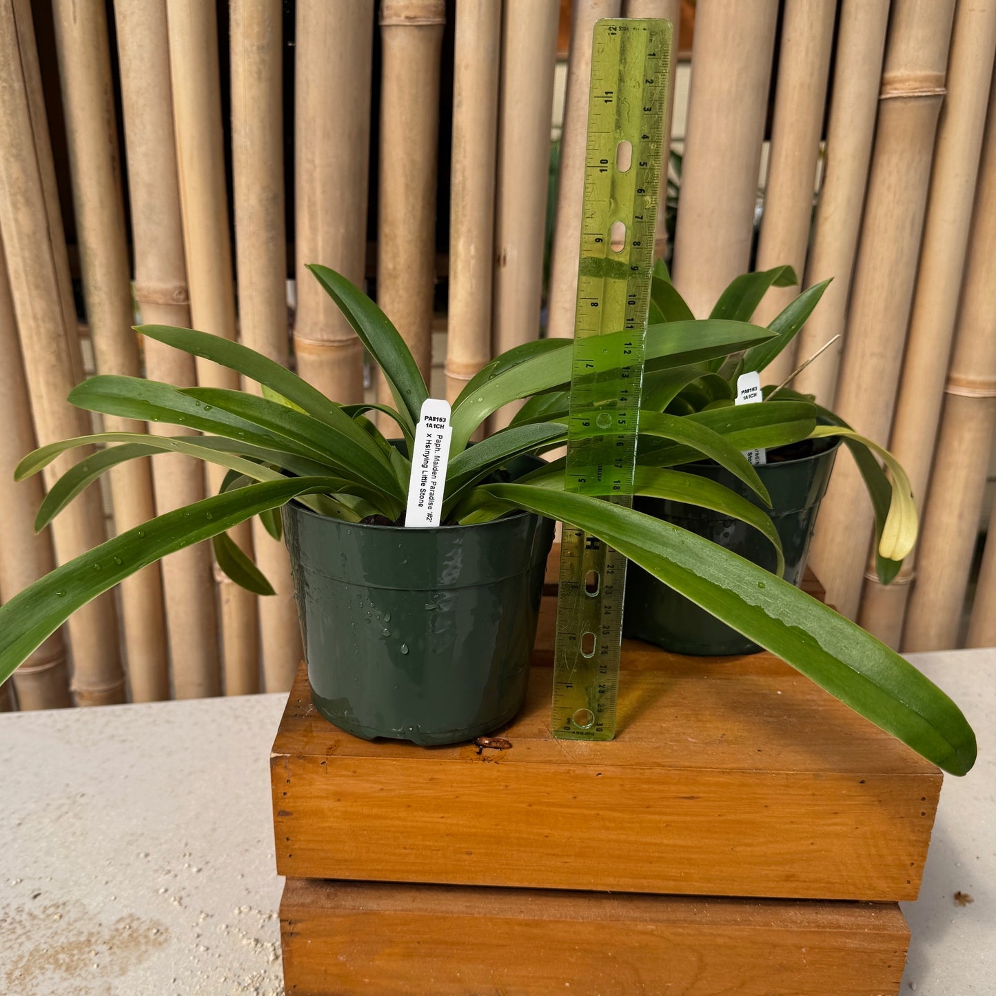 Paph. Maiden Paradise '#2' x Hsinying Little Stone (5.5" Pot) - Not Blooming