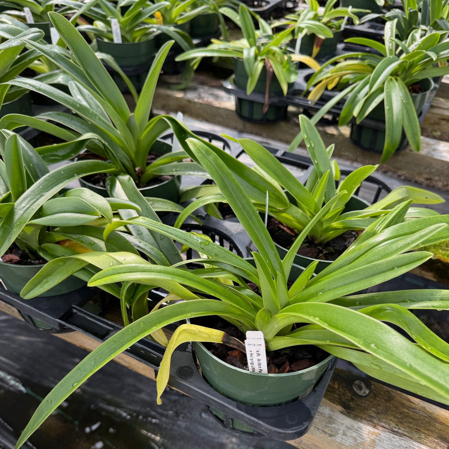 Paph. Maiden Paradise '#2' x Hsinying Little Stone (5.5" Pot) - Not Blooming