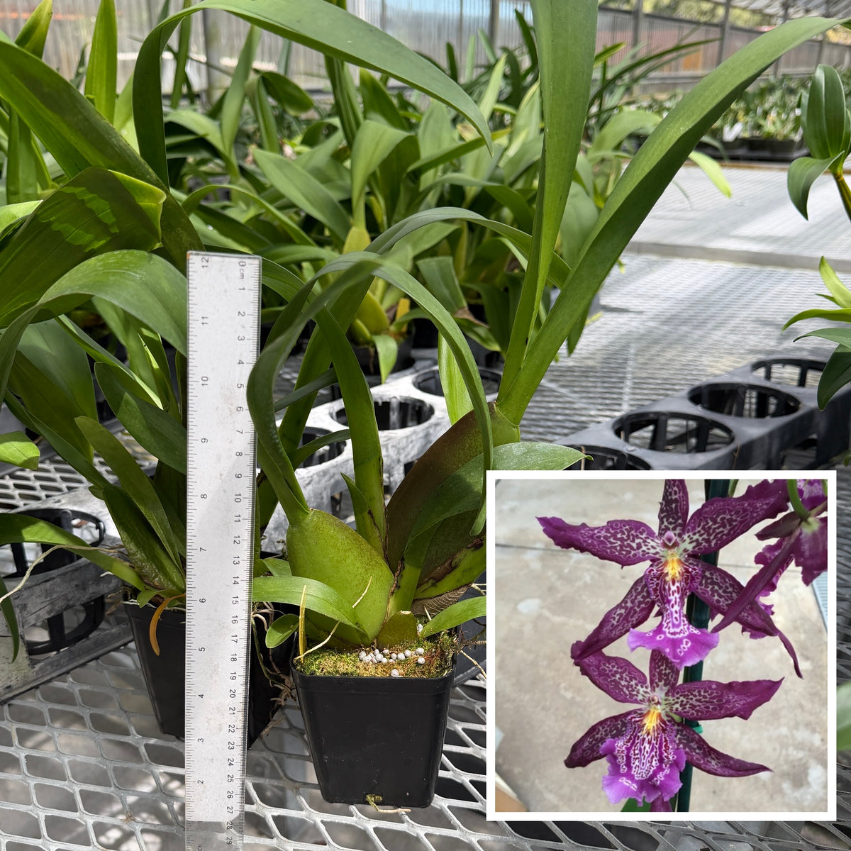 Bllra. Marfitch 'Howard's Dream'  AM/AOS (4" Pot) - Not Blooming