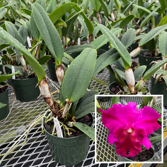 Rlc. Marsha T. Tsuruda 'Volcano Queen' (5.5" Pot) - Not Blooming