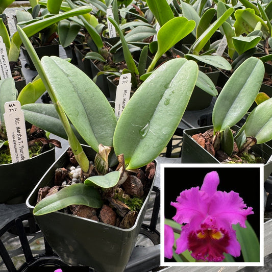 Rlc. Marsha T. Tsuruda 'Volcano Queen' (Starter-2.75" Pot)