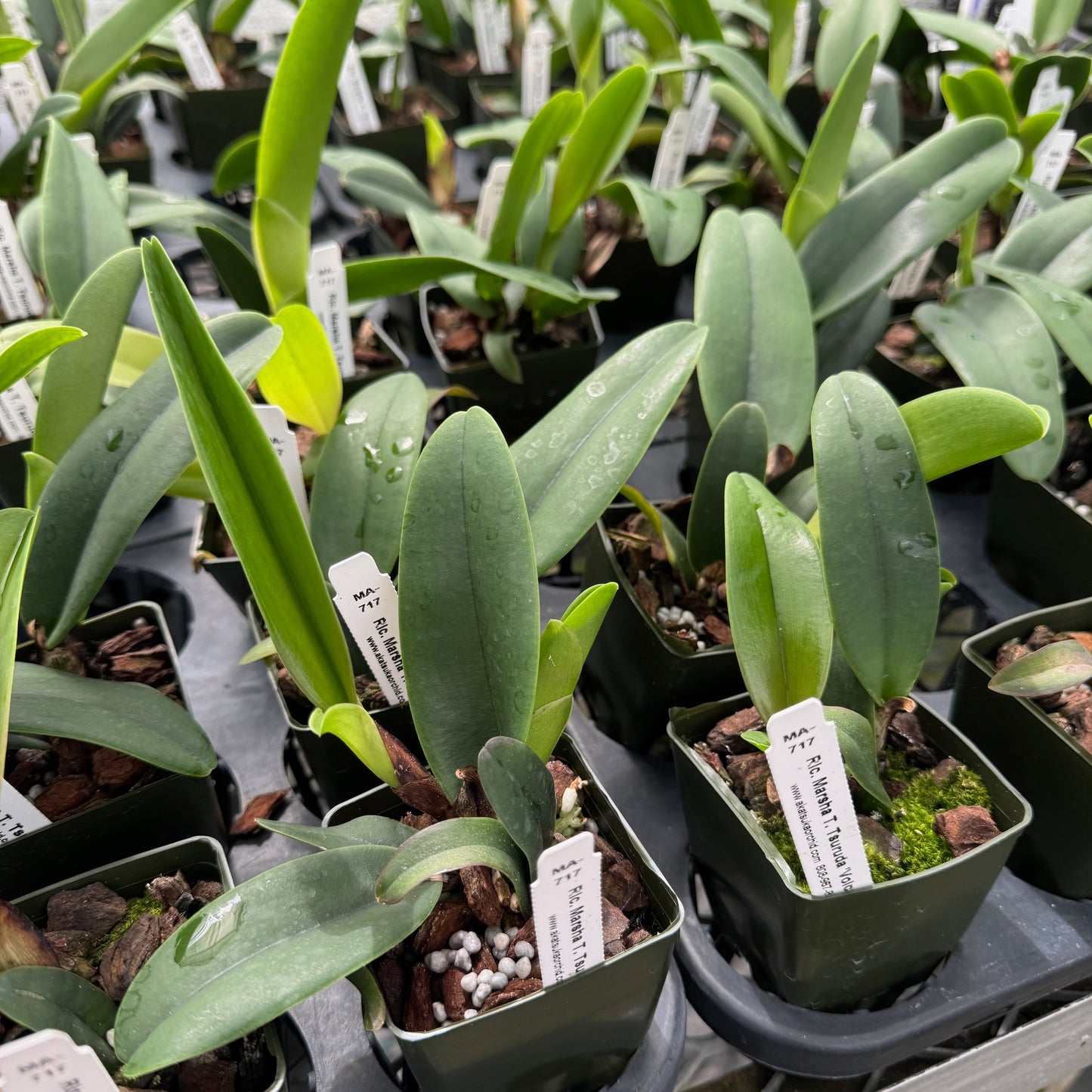 Rlc. Marsha T. Tsuruda 'Volcano Queen' (Starter-2.75" Pot)
