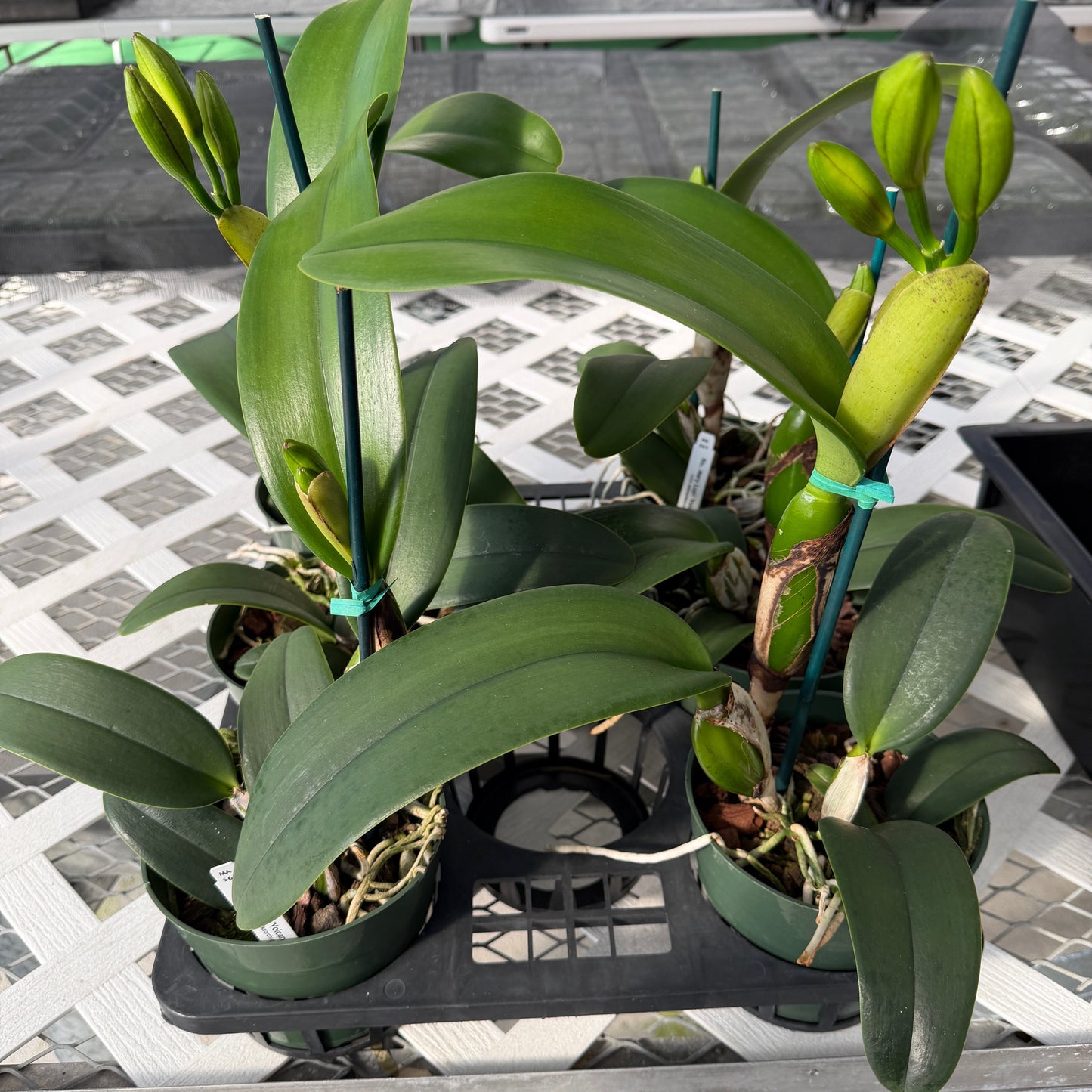 Rlc. Mary Lupi 'Volcano Queen' (5.5" Pot) - Buds