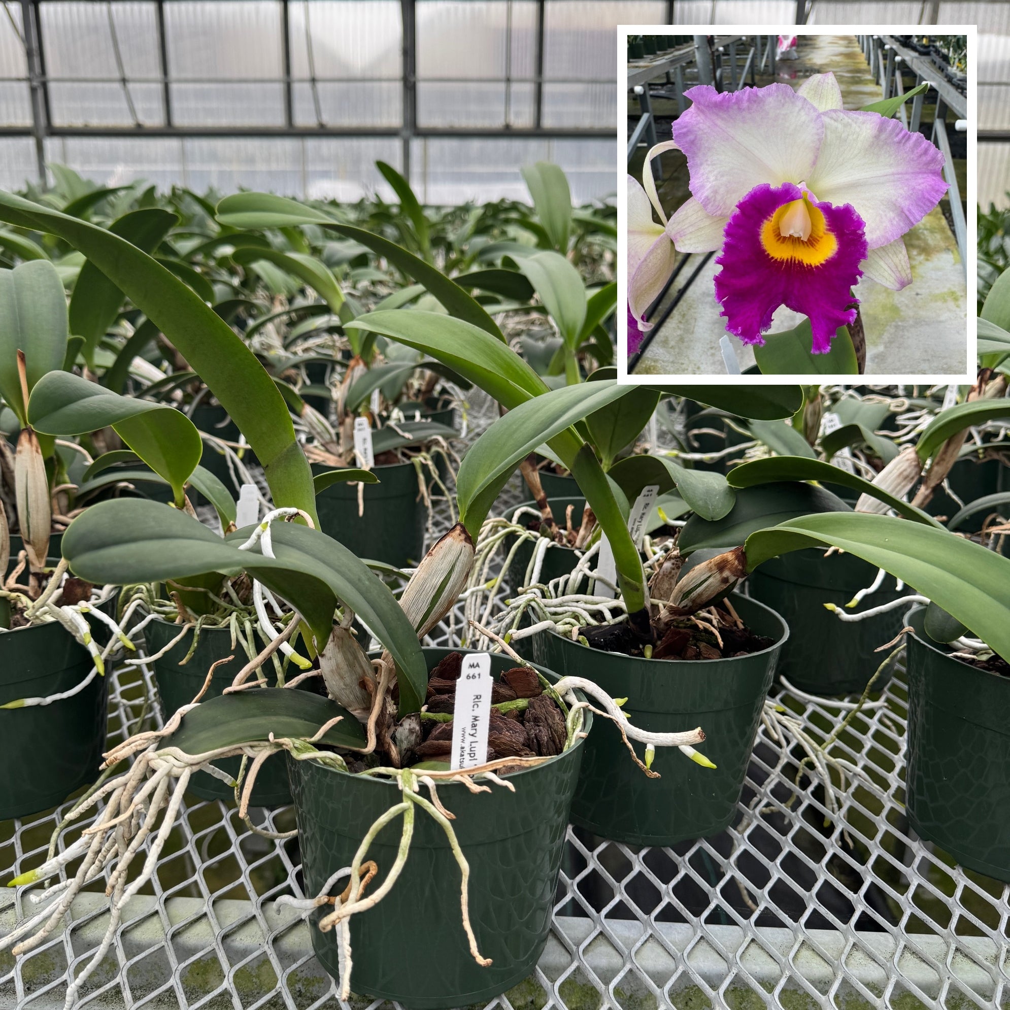 Rlc. Mary Lupi 'Volcano Queen' (5.5