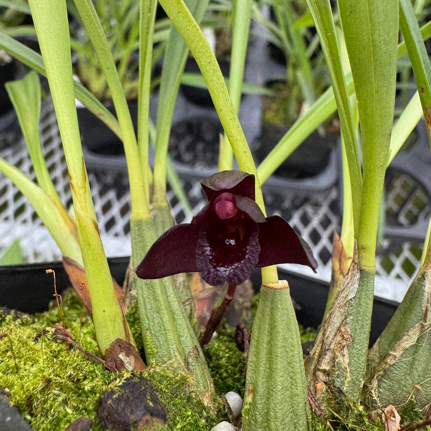 Maxillaria schunkeana x sib (4" Pot) - Not Blooming