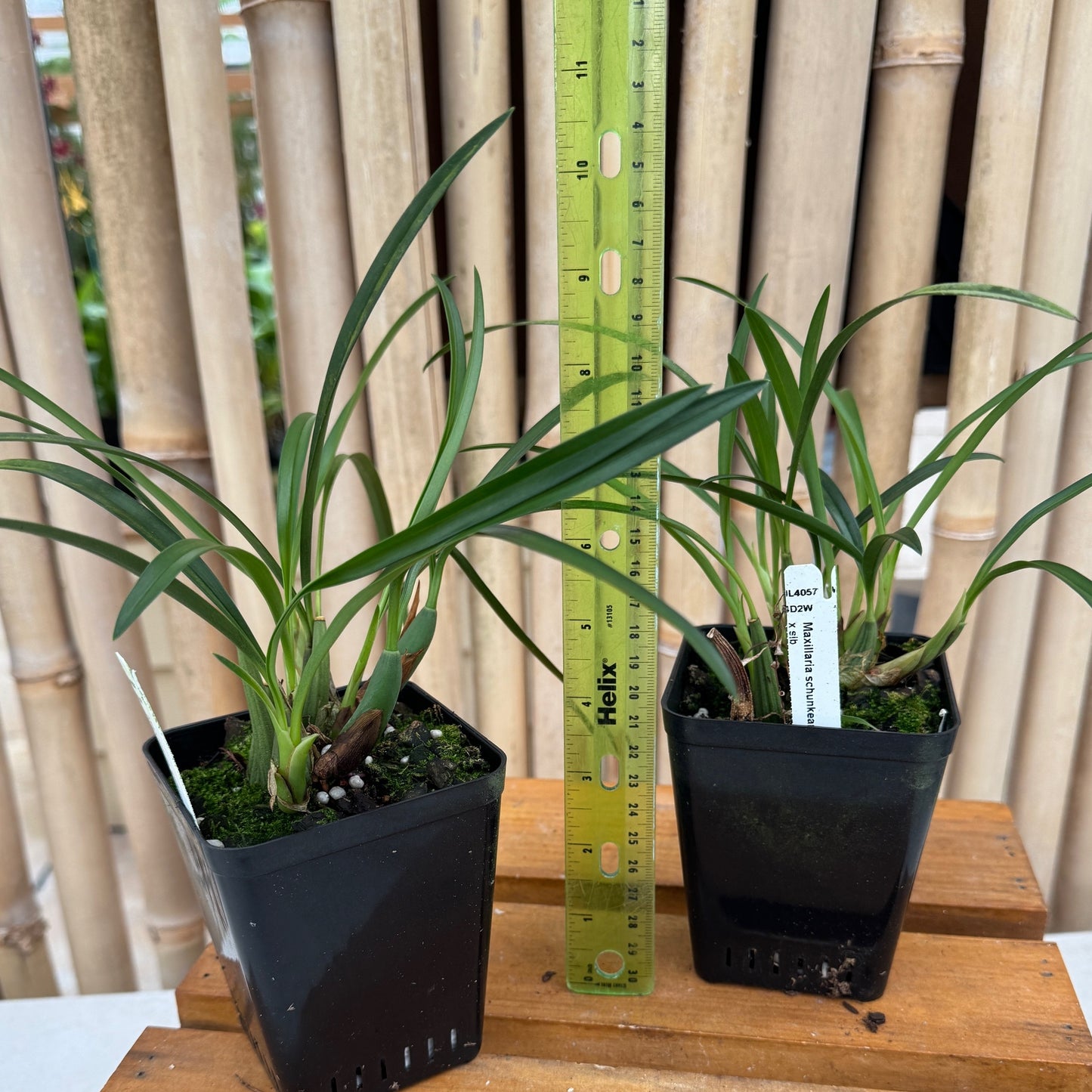 Maxillaria schunkeana x sib (4" Pot) - Not Blooming