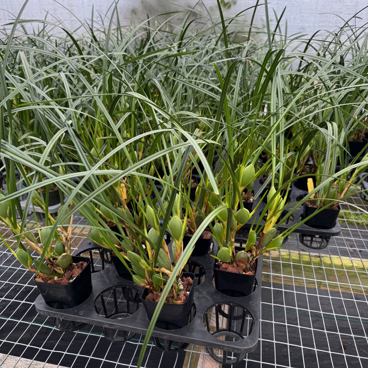 Maxillaria tenuifolia 'Green Valley' (4" Pot) - Not Blooming