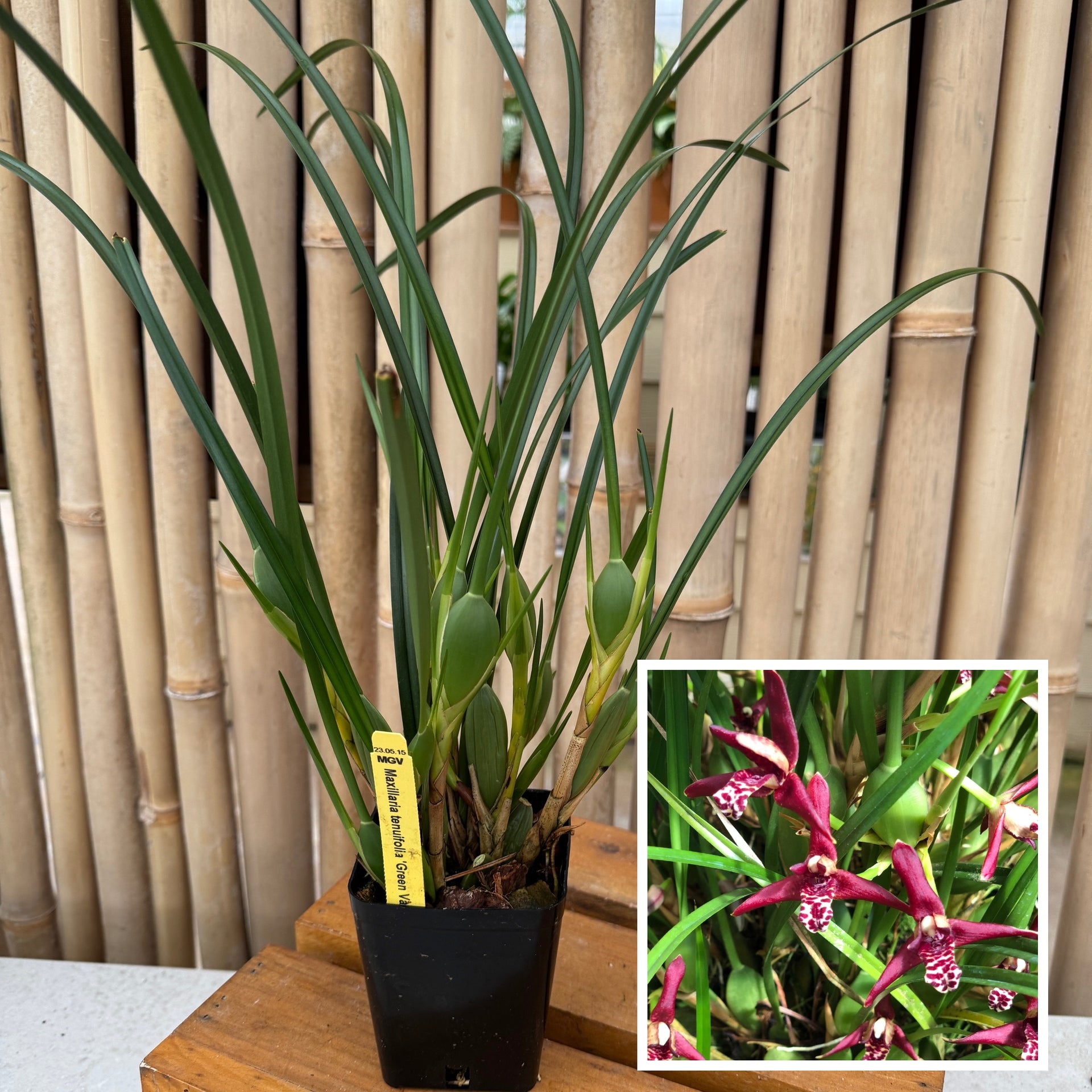 maxillaria marginata Maxillaria tenuifolia 'Green Valley' (4