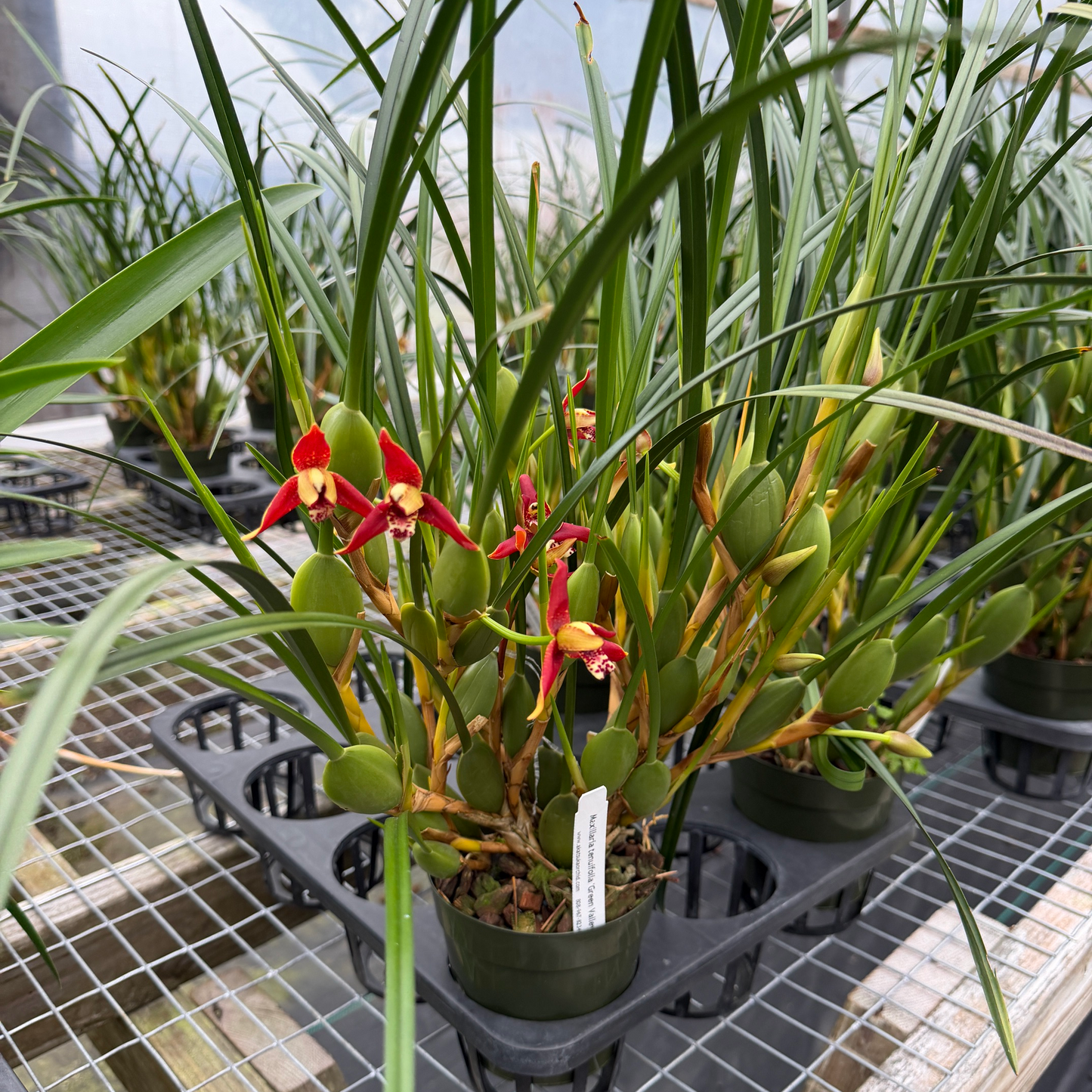 Maxillaria tenuifolia 'Green Valley' (4" Pot) - Buds