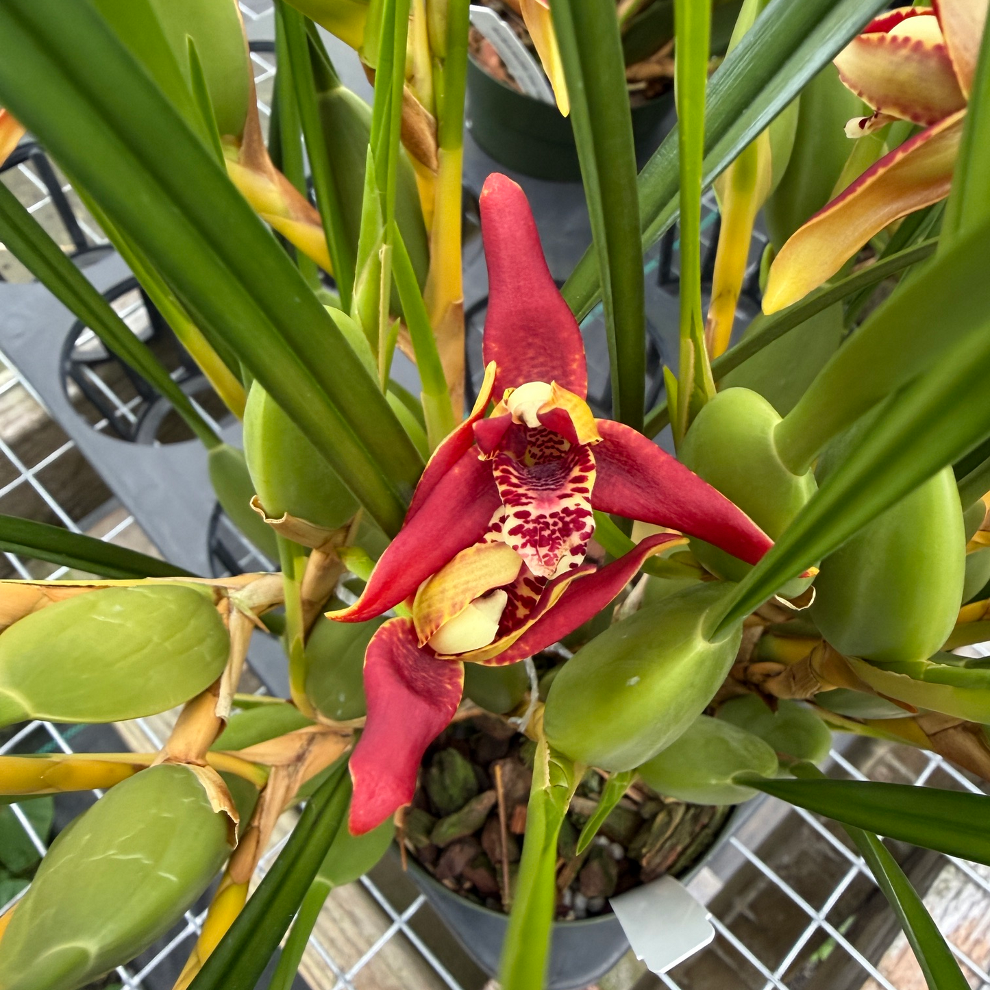 Maxillaria tenuifolia 'Green Valley' (4" Pot) - Buds
