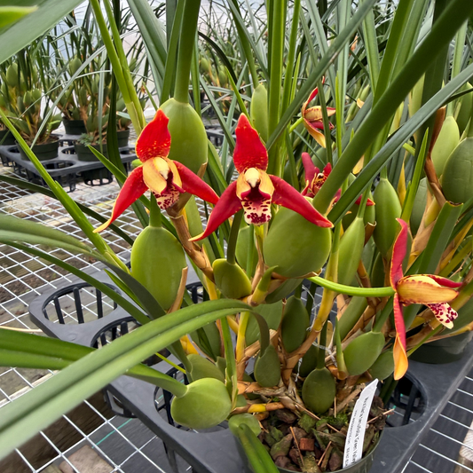 Maxillaria tenuifolia 'Green Valley' (4" Pot) - Buds