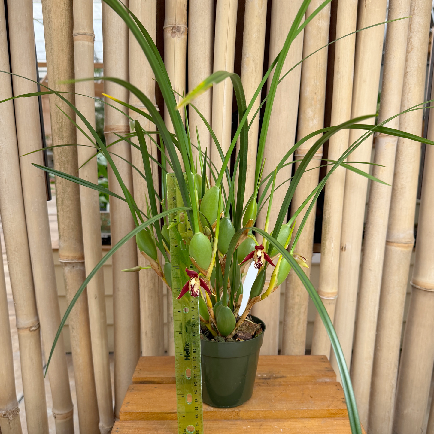 Maxillaria tenuifolia 'Green Valley' (4" Pot) - Buds