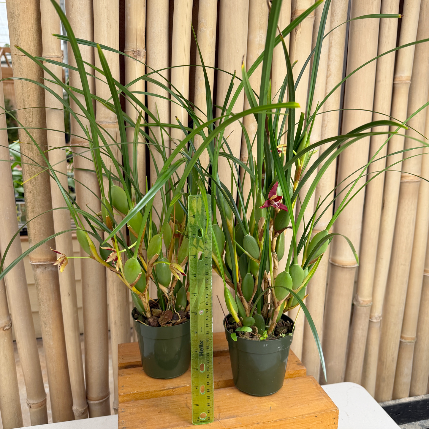 Maxillaria tenuifolia 'Green Valley' (4" Pot) - Buds