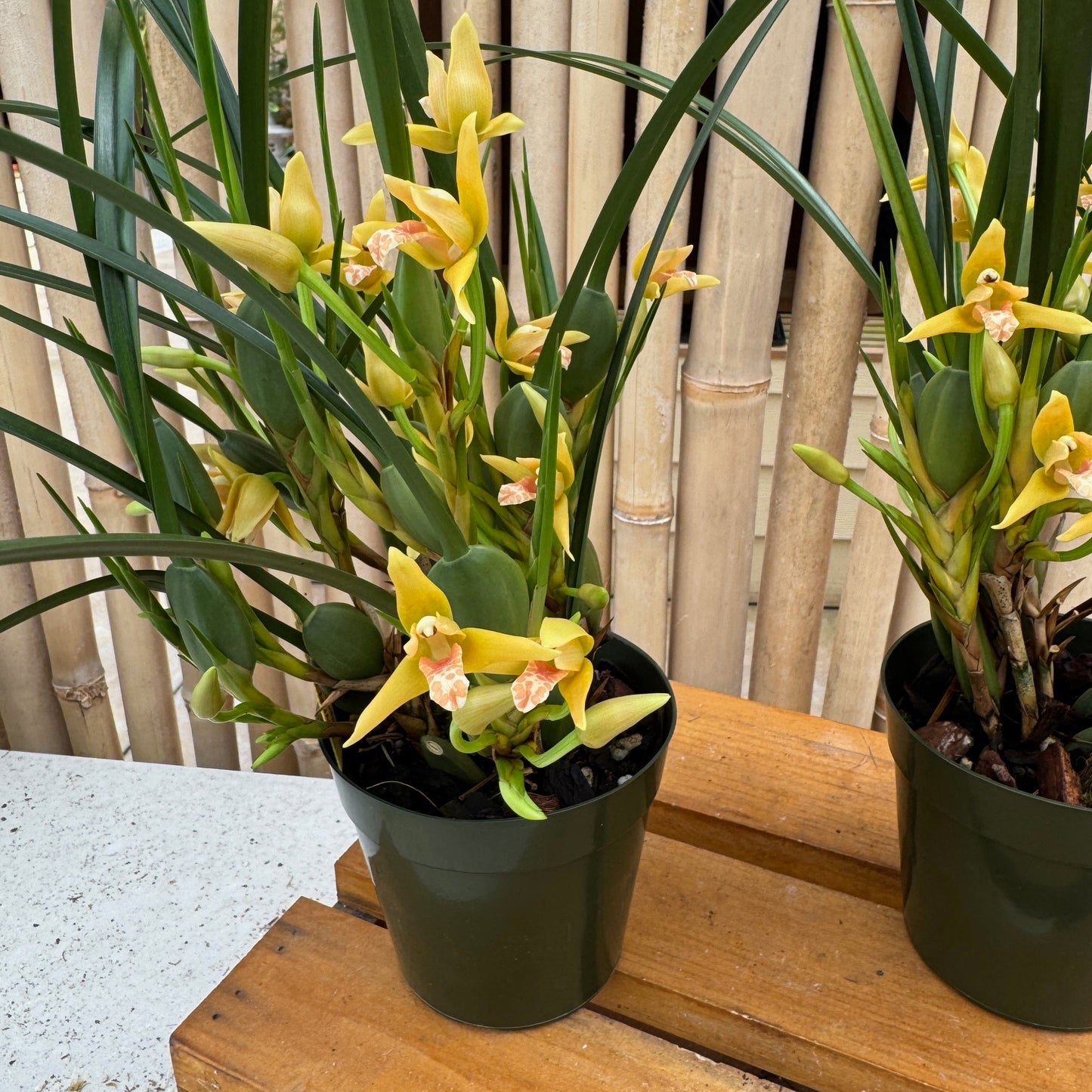 Maxillaria tenuifolia 'Yamada' (Yellow) - Buds/Blooms