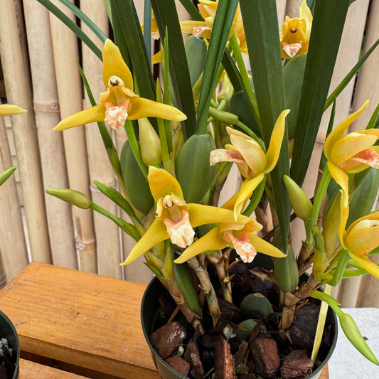Maxillaria tenuifolia 'Yamada' (Yellow) - Buds/Blooms
