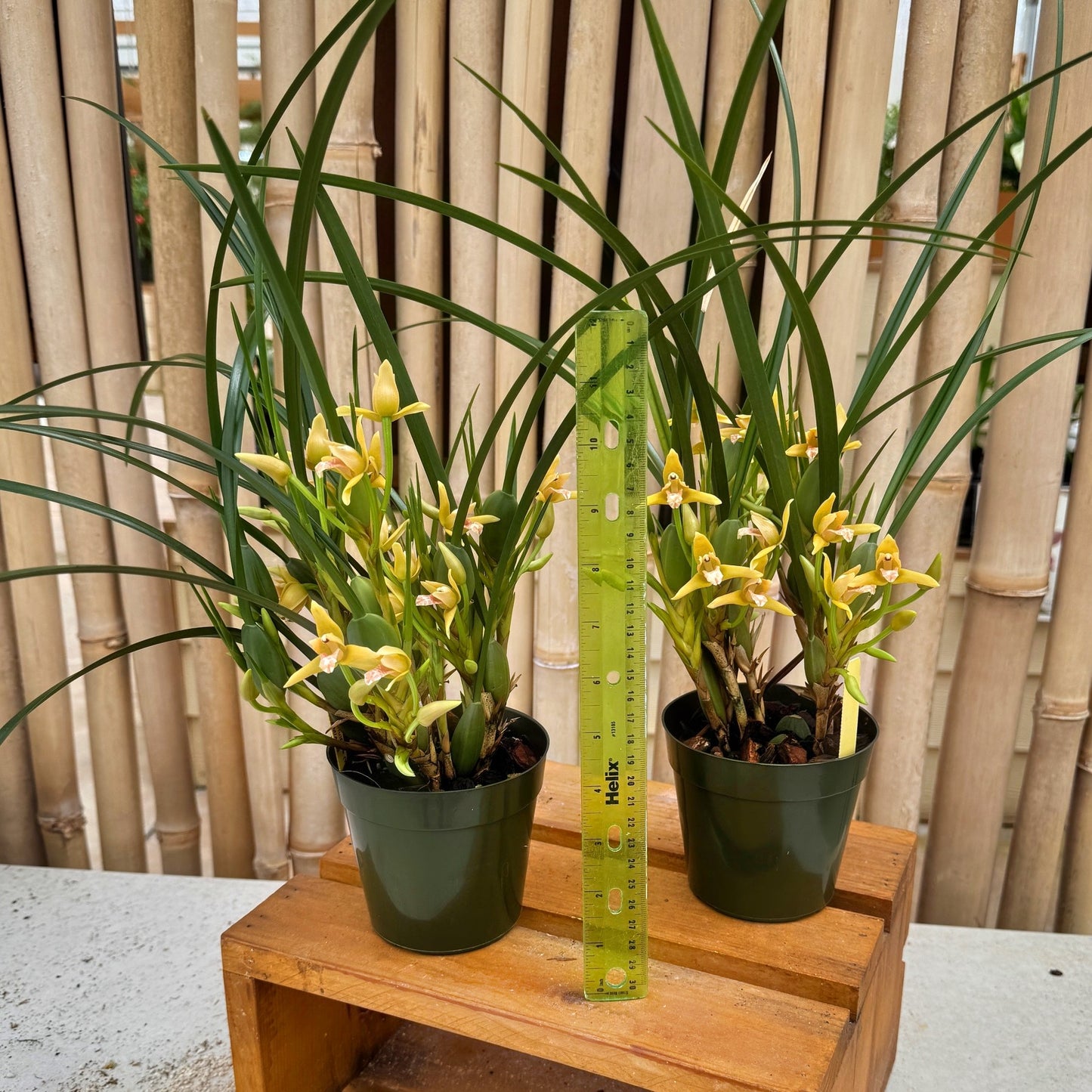 Maxillaria tenuifolia 'Yamada' (Yellow) - Buds/Blooms