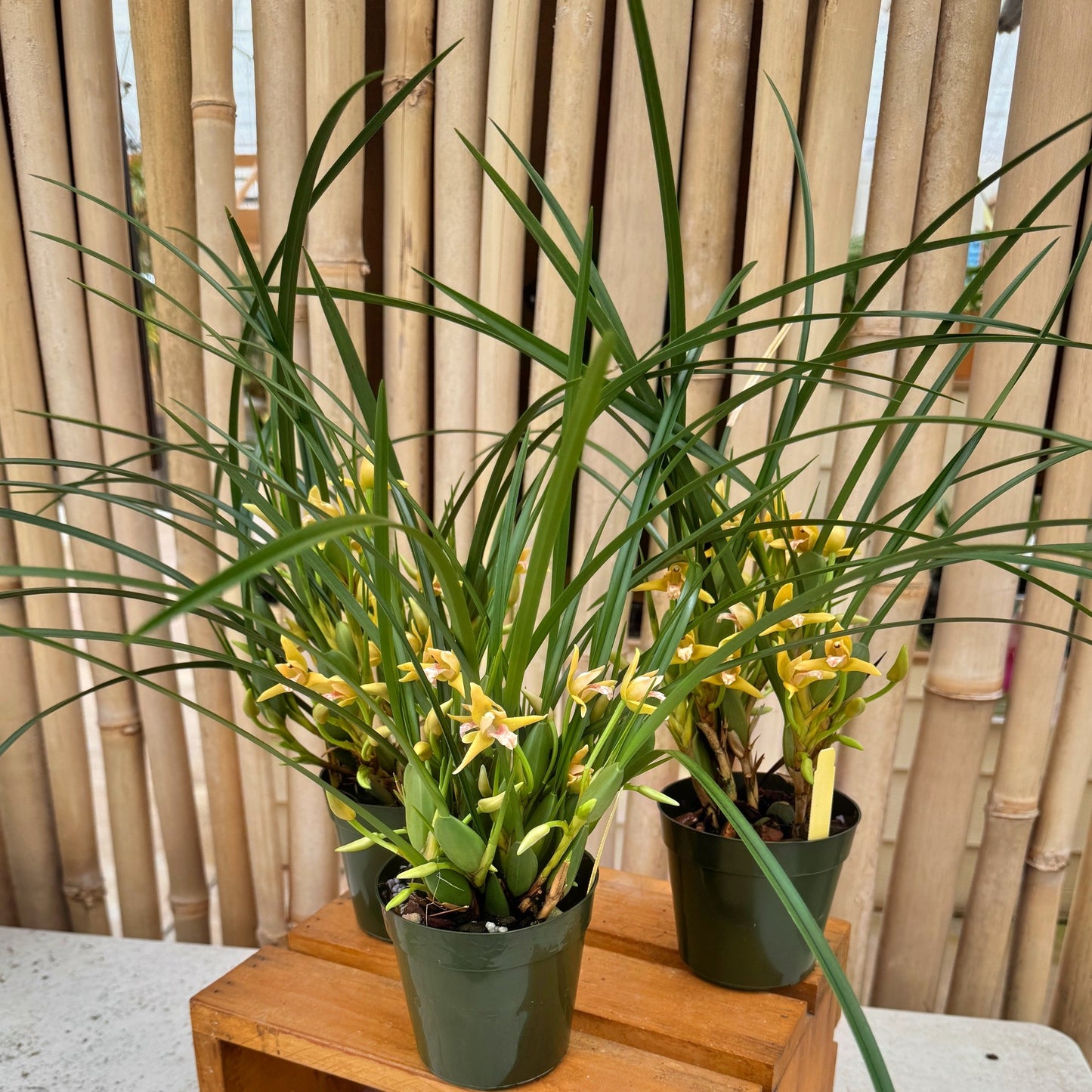 Maxillaria tenuifolia 'Yamada' (Yellow) - Buds/Blooms
