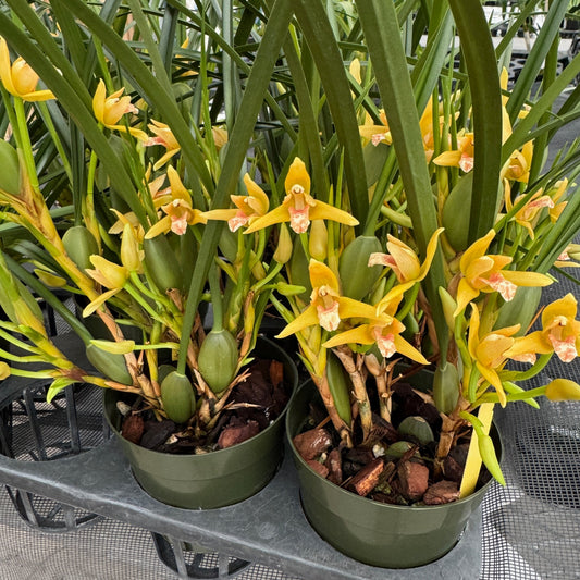 Maxillaria tenuifolia 'Yamada' (Yellow) - Buds/Blooms