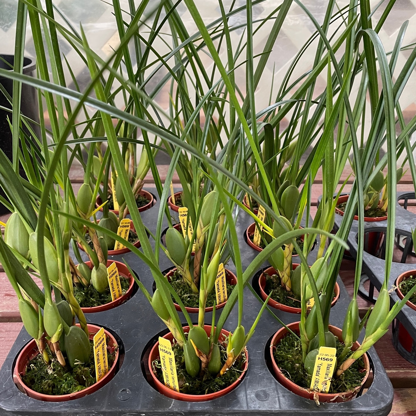 Maxillaria tenuifolia 'Yamada' (4" Pot)- Not Blooming