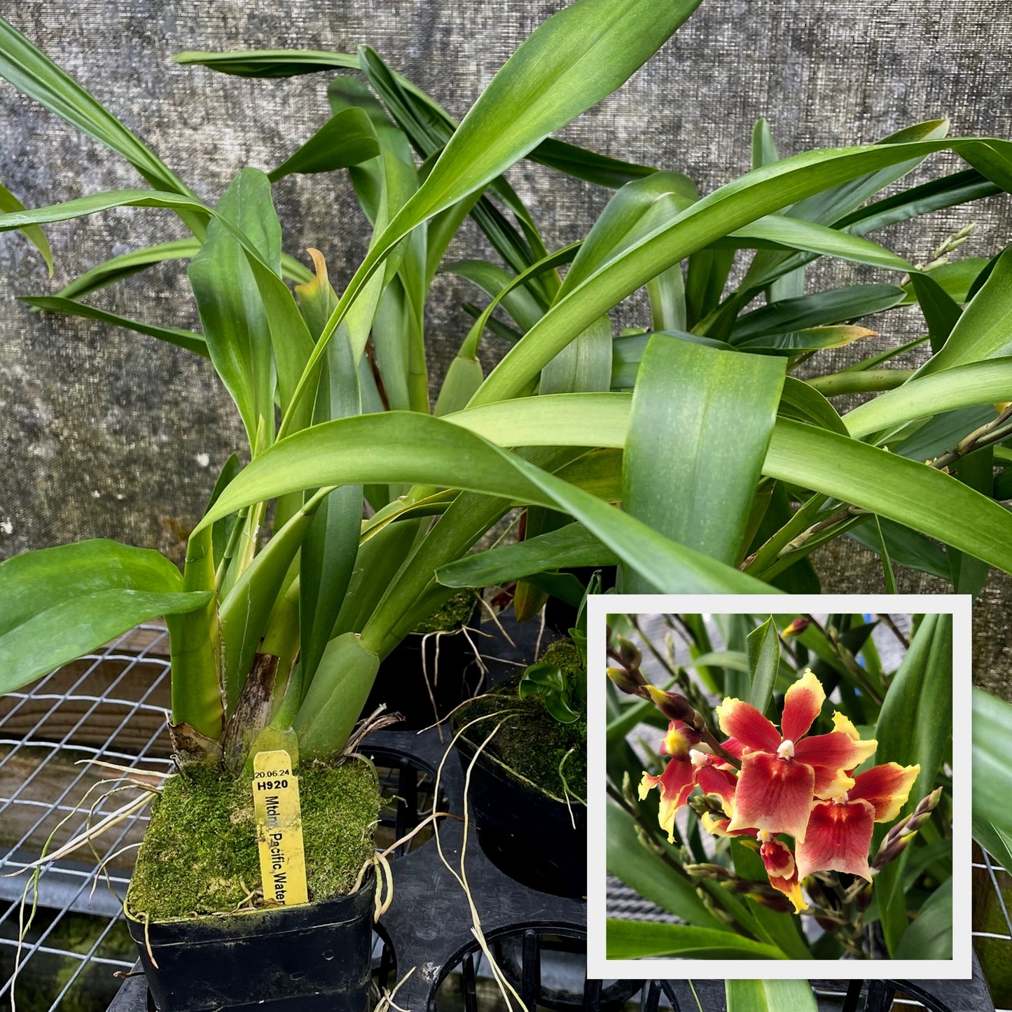 Mtdm. Pacific Waters 'Paul's Pride' (4" Pot) - Not Blooming
