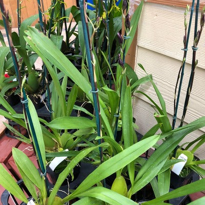 Vuyl. Melissa Brianne 'Dark' (4" Pot) - Buds