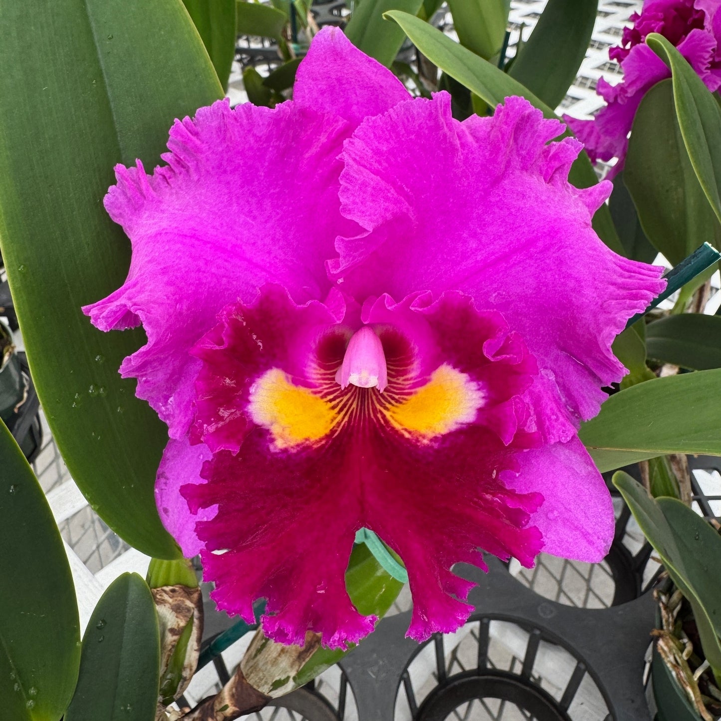Rlc. Midori Sato 'Volcano Queen' (5.5" Pot) - Buds