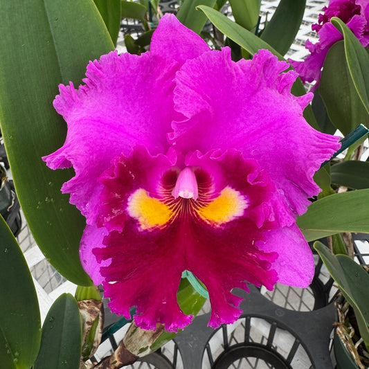 Rlc. Midori Sato 'Volcano Queen' (5.5" Pot) - Buds
