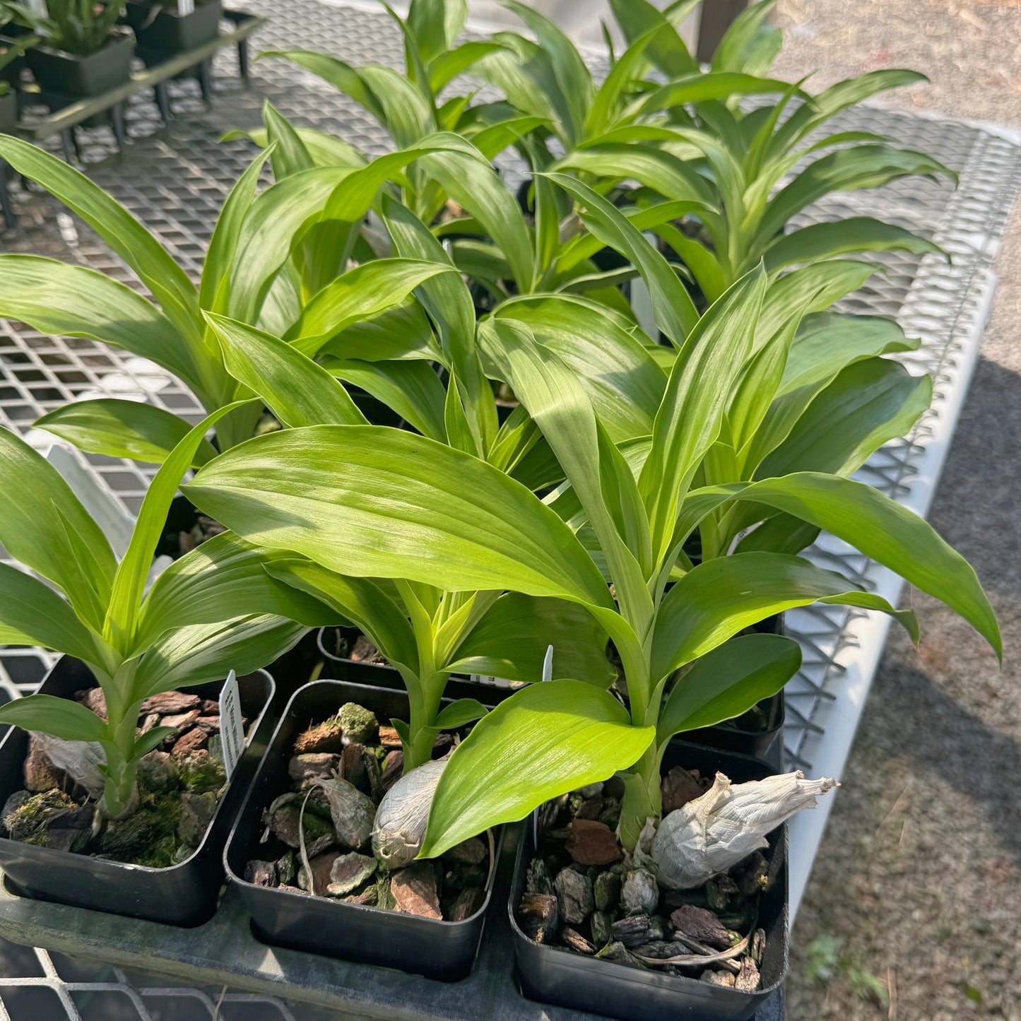 Monn. Millennium Magic 'Witchcraft' AM/AOS (4" Pot) - Young