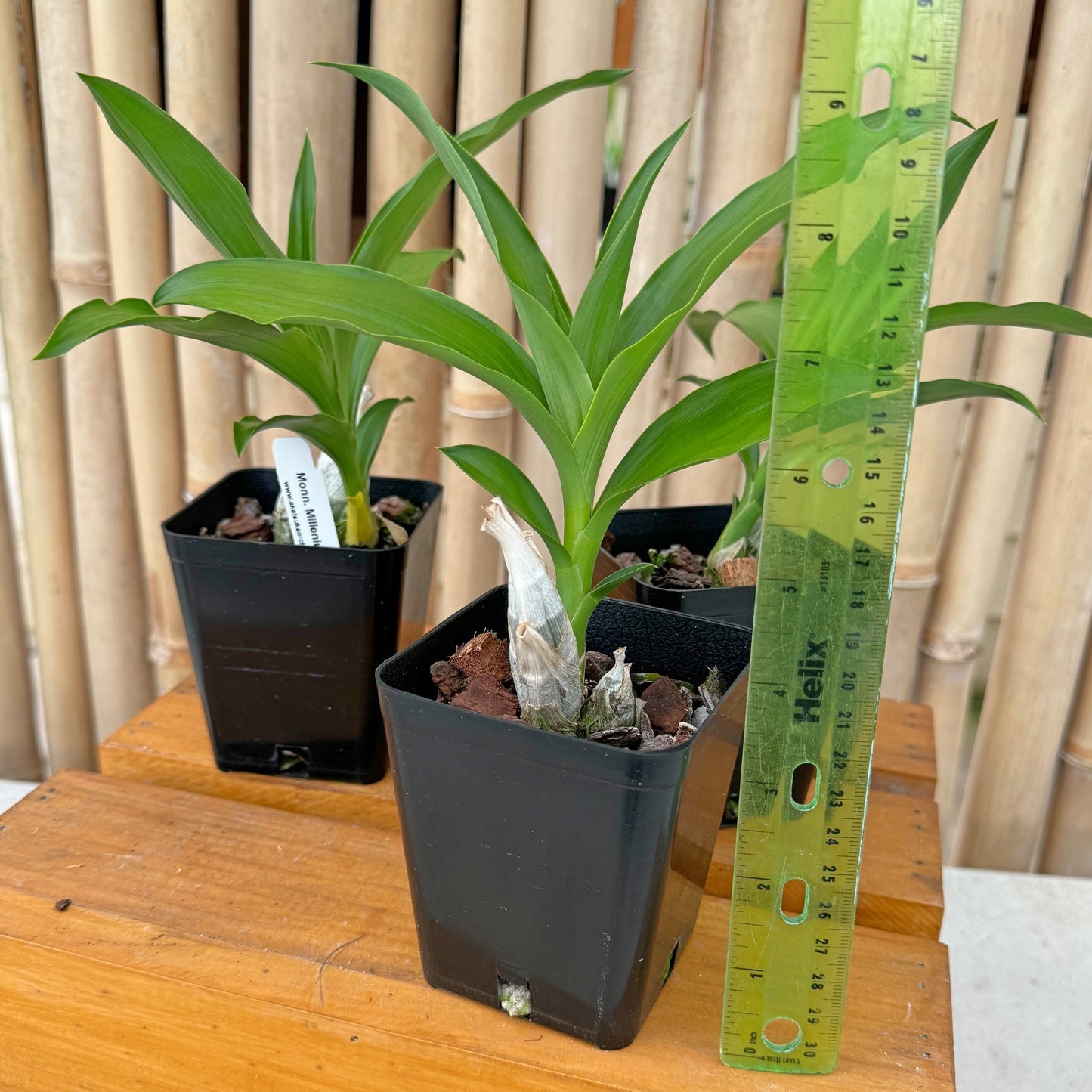 Monn. Millennium Magic 'Witchcraft' AM/AOS (4" Pot) - Young