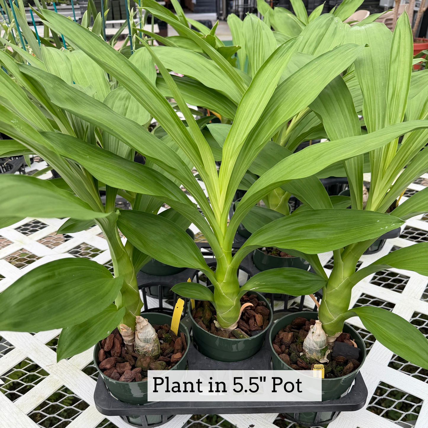 Monn. Millennium Magic 'Witchcraft' AM/AOS - Not Blooming