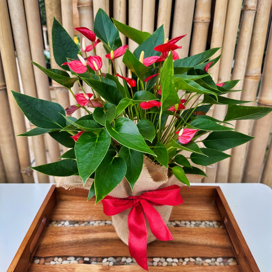 Million Red Stars Special (5.5" Pot)