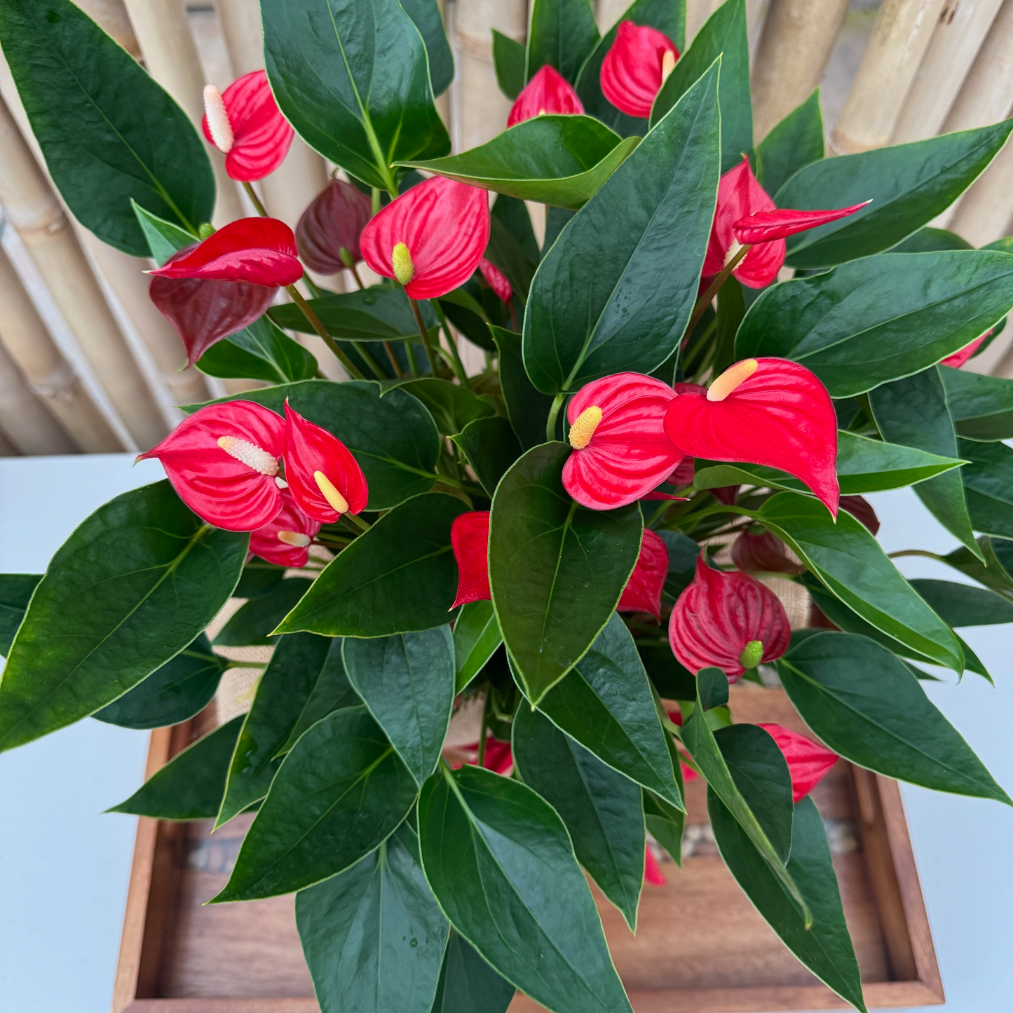 Million Red Stars Special (5.5" Pot)*