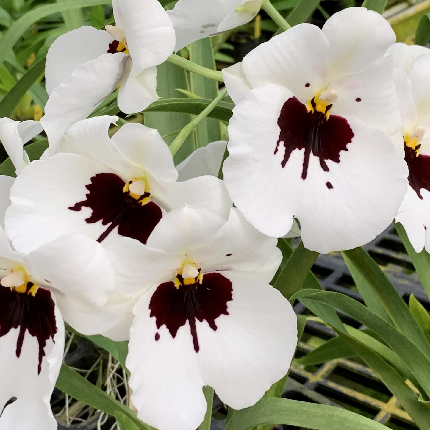 Mltnps. Lila Fearneyhough 'Rorshach' (4" Pot) - Buds