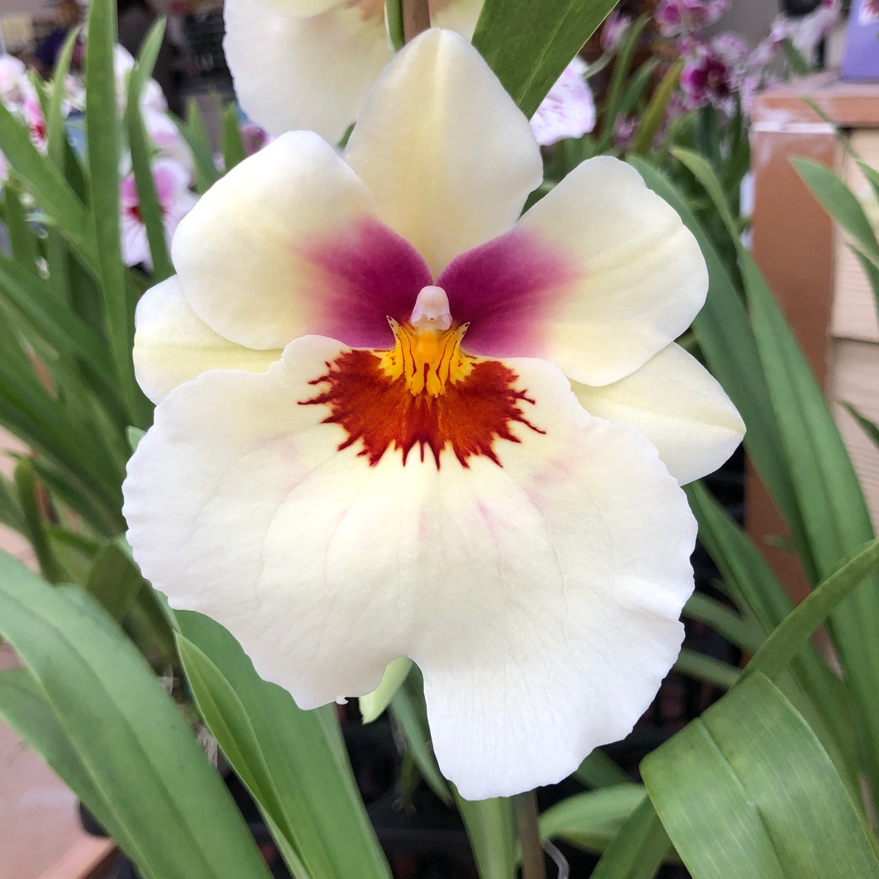 Mltnps. Arthur Cobbledick 'Springtime' HCC/AOS (4