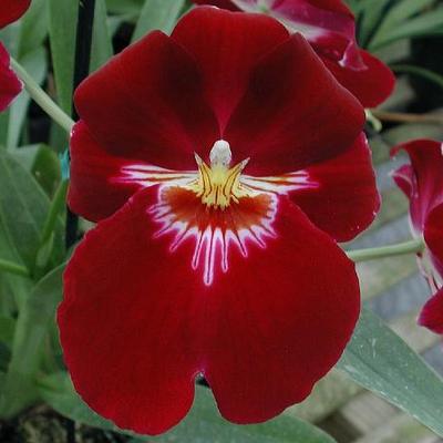 Mltnps. Bert Field 'Eileen' (4" Pot) - Buds