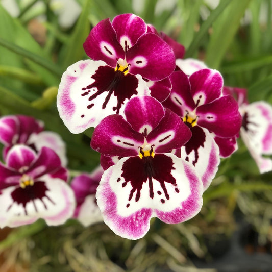 Mltnps. Lila Fearneyhough 'Ethel' (5.5" Pot) - Buds