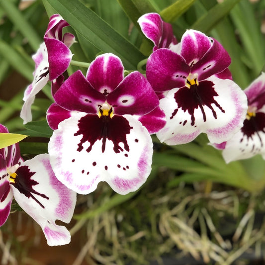 Mltnps. Lila Fearneyhough 'Ethel' (4" Pot) - Buds