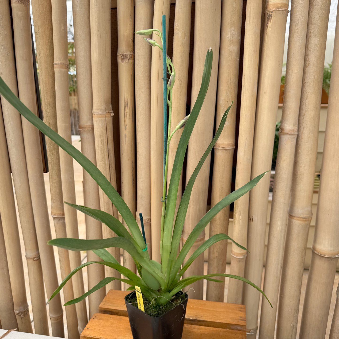 Mltnps. Lila Fearneyhough 'Ethel' (4" Pot) - Buds