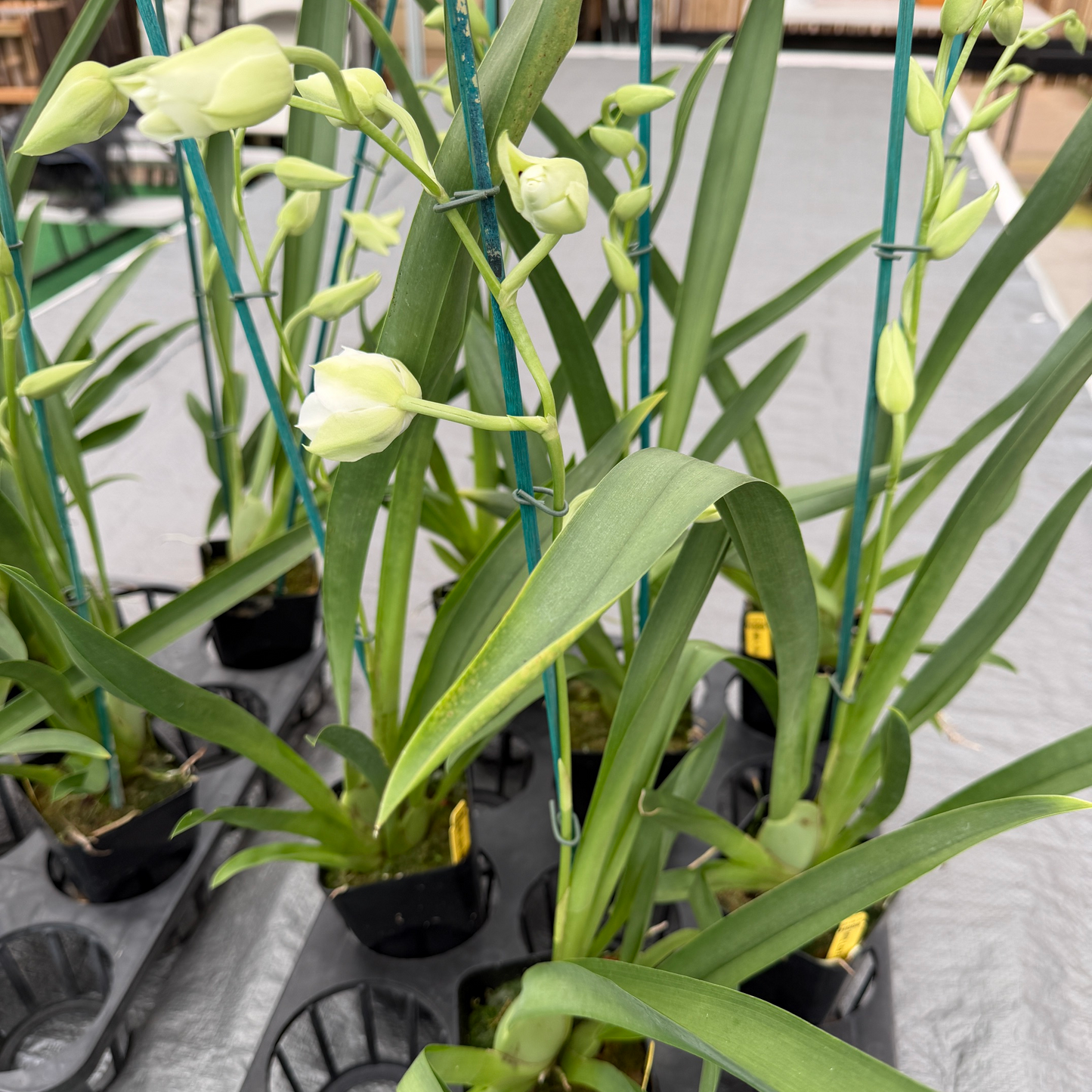 Mltnps. Lila Fearneyhough 'Rorshach' (4" Pot) - Buds