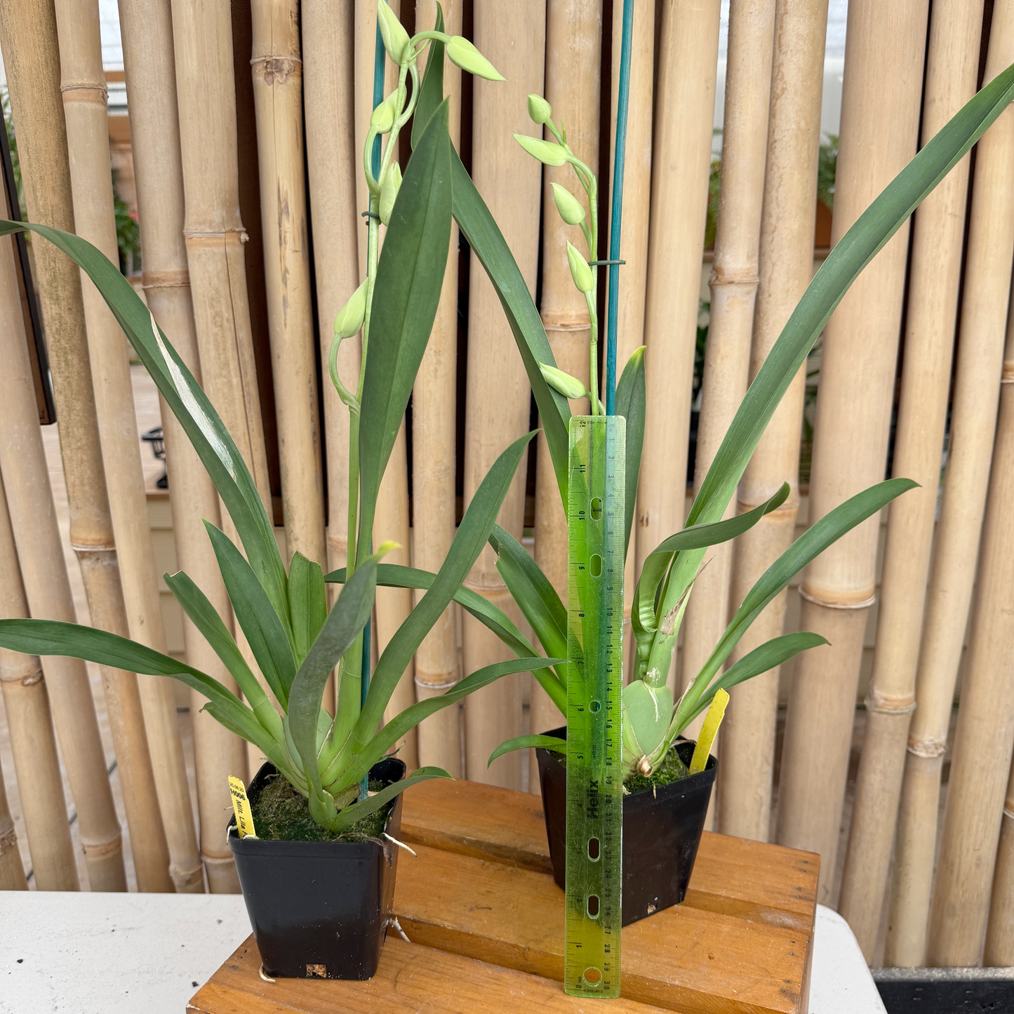 Mltnps. Lila Fearneyhough 'Rorshach' (4" Pot) - Buds