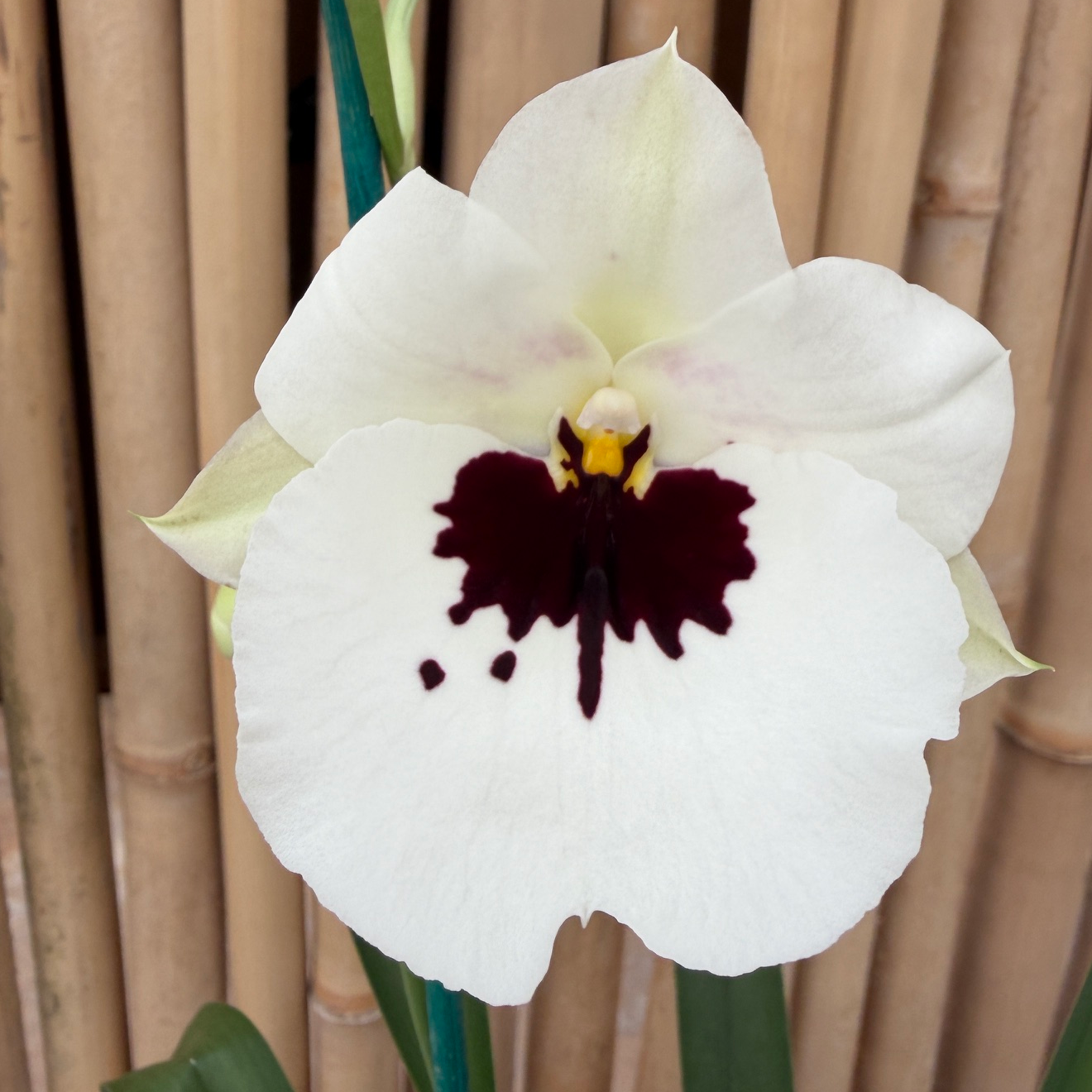 Mltnps. Lila Fearneyhough 'Rorshach' (4" Pot) - Buds