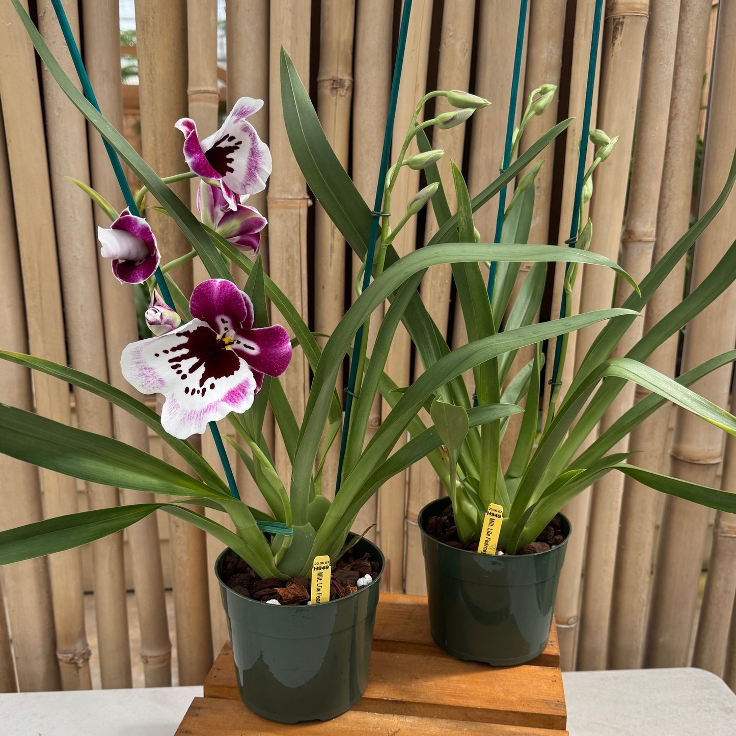 Mltnps. Lila Fearneyhough 'Ethel' (5.5" Pot) - Buds