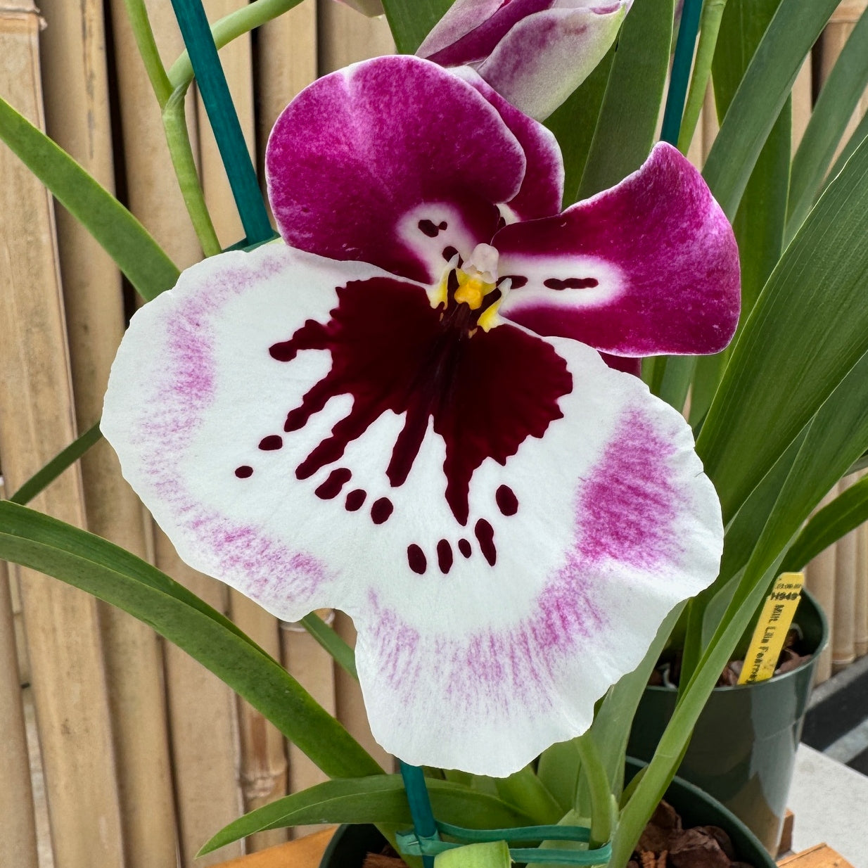 Mltnps. Lila Fearneyhough 'Ethel' (4" Pot) - Buds